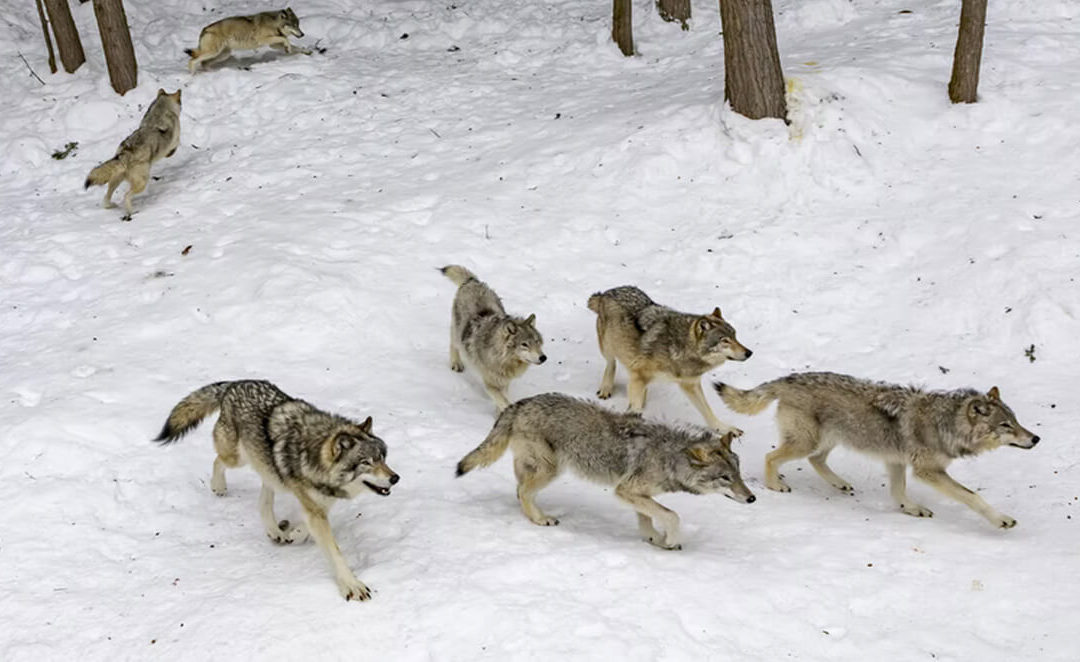 Entrepreneur collaboration: pack hunting vs lone wolf