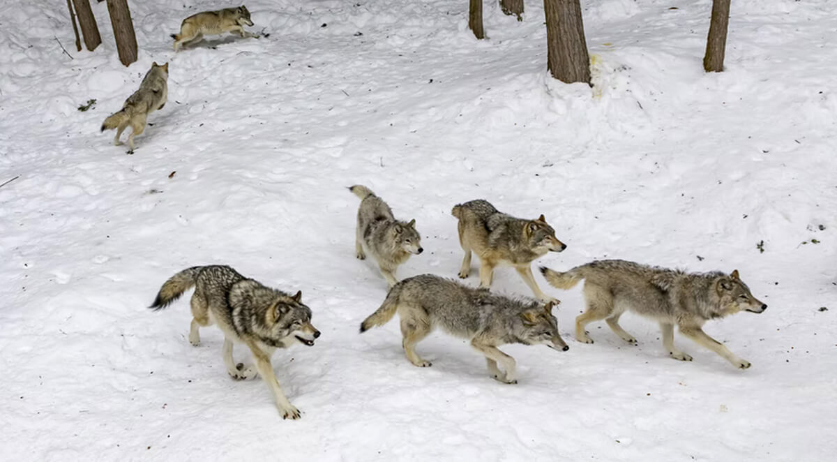 photo of wolves hunting in the winter